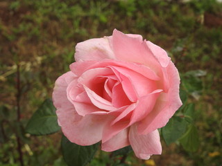 rose, flower, pink, garden, nature, red, plant, flora, bloom, love, blossom, green, roses, flowers, petal, beauty, macro, beautiful, bud, petals, floral, summer, spring, romantic, closeup