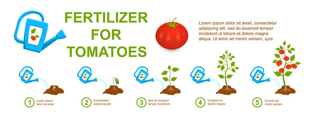 Watering stages tomato with mineral and organic fertilizers from a garden watering can. Big ripe red tomato. Stage growth tomato plant. Phased cycle of life tomato plant, root, seed, flower, leaf