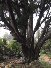 Fototapeta na wymiar old tree in the canyon