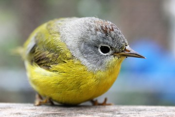 Adorable Yellow Warbler