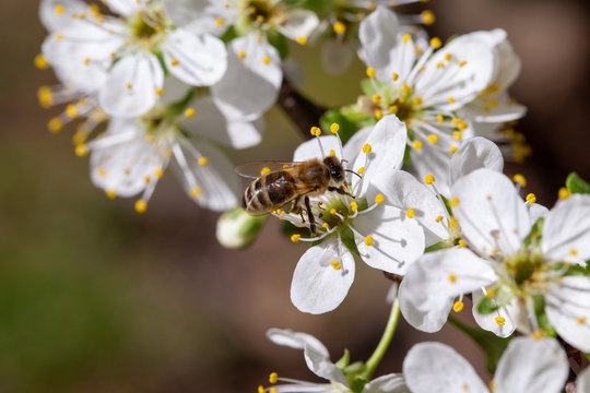 Bee pollinates cherry blossoms in spring garden