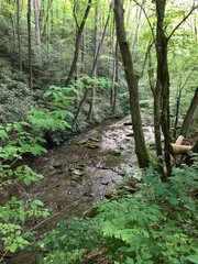 footpath in the forest