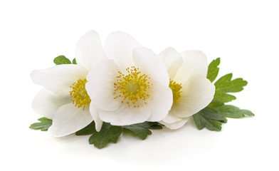 Bouquet of white anemones.