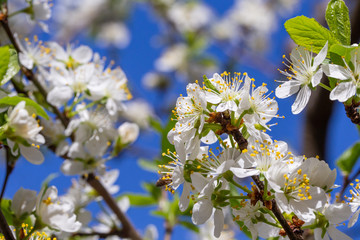 Cherry blossom in a spring garden