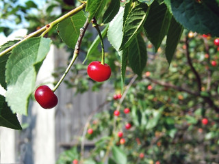 Pair of cherries on a cherry tree in the garden. Shallow focusing depth © Mykhailo