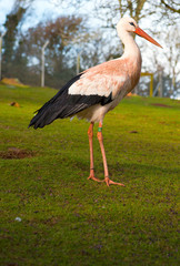 yellow billed stork