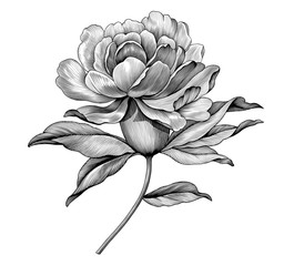 Peony rose flower vintage engraved black and white botanical illustration. Vector floral retro botany Victorian pattern. Filigree Baroque tattoo design - 345762250