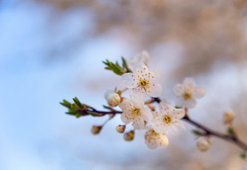 Cherry blossom on the light blue background.