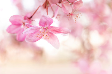 Fototapeta na wymiar Pastel background og apple blossom