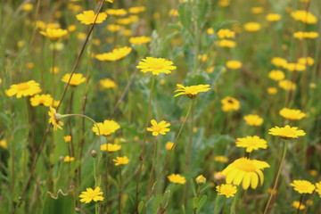 Fototapeta premium Corn daisy - Glebionis segetum.
