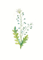 Fototapeta na wymiar watercolor blue field flower. Herbs and Wild Flowers. Botany. Vintage flowers. Colorful illustration in the style of engravings.