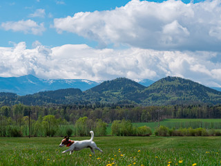 happy jack russell terrier have a fun in mountains of Sudetes, Poland.