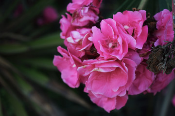  Pink flowers with a green background