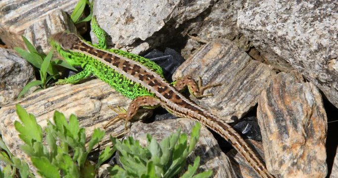 Sand lizard - Lacerta agilis - Male