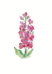 watercolor pink field flower. Herbs and Wild Flowers. Botany. Vintage flowers. Colorful illustration in the style of engravings.