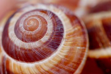Up close image of a snail shell