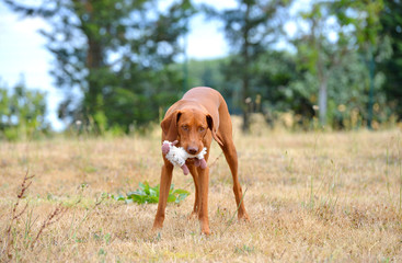 Red hungarian Vizsla playing and running in the field in early spring.