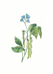 watercolor flower of haricot. Herbs and Wild Flowers. Botany. Vintage flowers. Colorful illustration in the style of engravings.