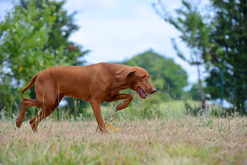 Naklejka na ściany i meble Red hungarian Vizsla playing and running in the field in early spring.