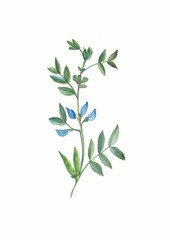 Fototapeta na wymiar watercolor flower of legume. Herbs and Wild Flowers. Botany. Vintage flowers. Colorful illustration in the style of engravings.