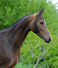 Obraz premium Dark buckskin akhal teke horse in the show halter against green leafy background.