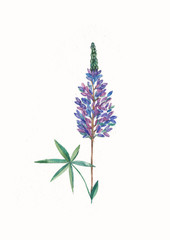 watercolor purple lupine flower. Herbs and Wild Flowers. Botany. Vintage flowers. Colorful illustration in the style of engravings.
