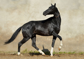 Magnificent black akhal teke stallion with four white legs running and playing in the paddock with yellow wall. Animal in motion.