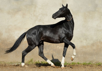Magnificent black akhal teke stallion with four white legs running and playing in the paddock with...