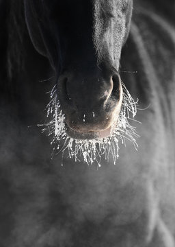 Black horse nose and lips in snow and frozen whiskers close-up. Horse breathing in a cold weather producing vapor.