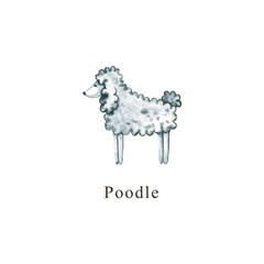 Watercolor dog. Hand drawn illustration is isolated on white. Painted Poodle is perfect for animal design, pet shop, veterinary clinic, fabric textile, baby print, interior poster, wallpaper