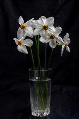 narcissus in a glass vase on a black background