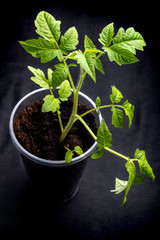 tomato seedling in a disposable cup on black background