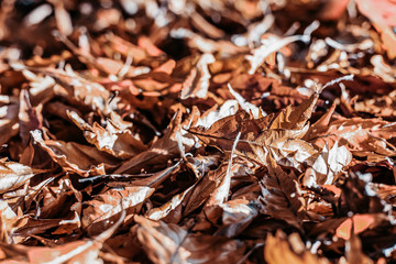 Top view on brown leaves of trees.