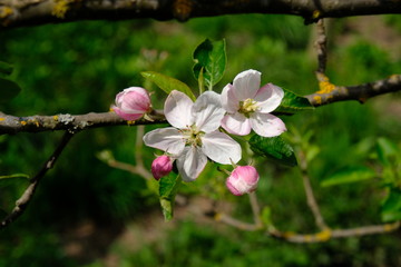 Blooming apple trees in spring park close up