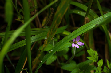 purple flower on a grass background