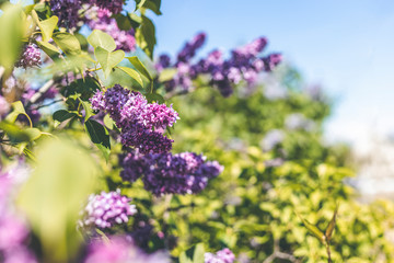 Lilac spring flowers bunch violet art design background. Blooming violet lilac flowers in a garden
