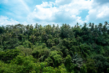 Fototapeta na wymiar Tropical rain forest jungle with gigantic palm and banyan trees in Ubud, Bali Island