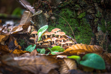 Honey fungus on a birch stump