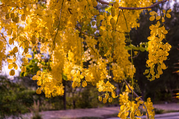 Yellow leaves and hanging flowers during golden hour. Cassia fistula, aka golden shower, purging cassia, Indian laburnum, or pudding-pipe tree. It is the national tree and national flower of Thailand.