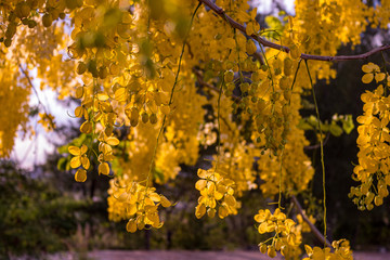 Naklejka na ściany i meble Yellow leaves and hanging flowers during golden hour. Cassia fistula, aka golden shower, purging cassia, Indian laburnum, or pudding-pipe tree. It is the national tree and national flower of Thailand.
