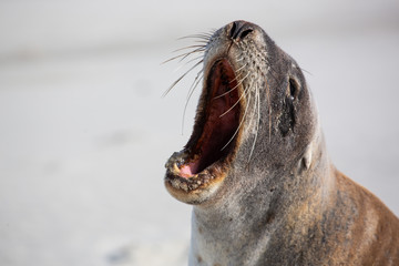 Obraz premium Close up of seal on the beach, New Zealand