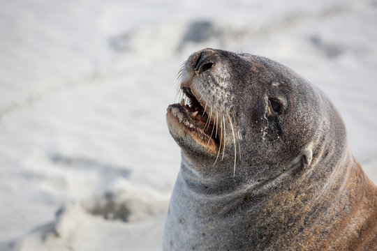 Close up of seal on the beach, New Zealand