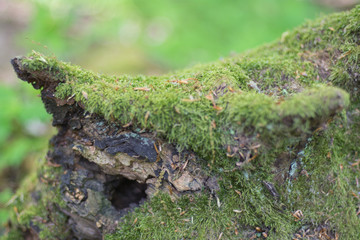 Fototapeta na wymiar moss on wood