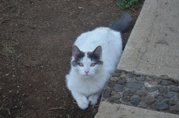 Gato mirando de frente