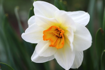 Fototapeta na wymiar a large Narcissus flower bloomed and reminded of spring, a natural pleasant fragrance of flowers