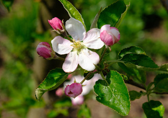 Blooming apple trees in spring park close up