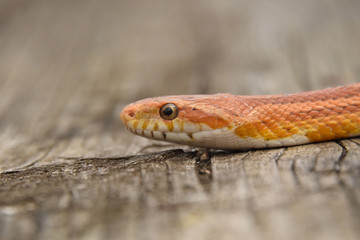 head of corn snake