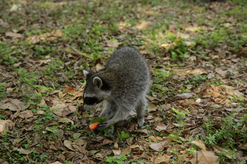 
fluffy raccoon eats carrots in a clearing in the park or forest glade