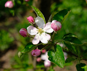 Obraz premium Blooming apple trees in spring park close up