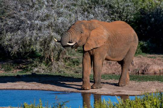 African bush elephant photographed in South Africa. Picture made in 2019.